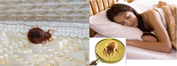 Mattress Cleaning San Jose