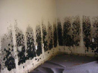 Mold and Mildew Removal San Jose